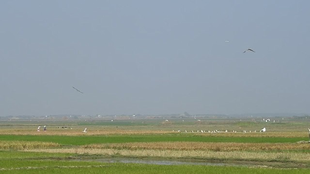 Pied Harrier - ML516692621