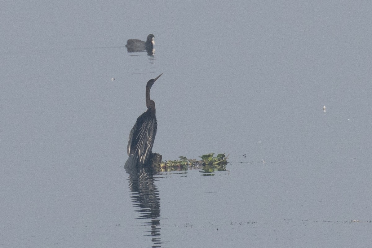 Oriental Darter - Kalpesh Krishna
