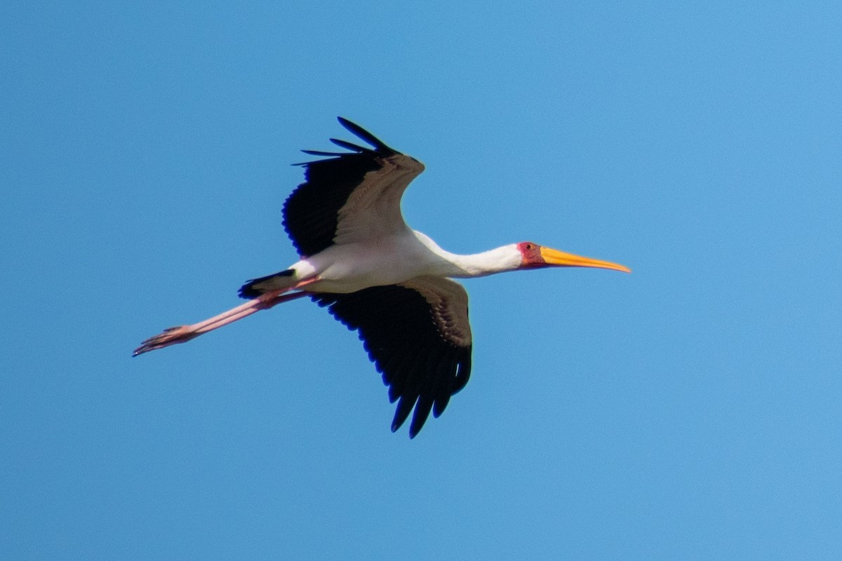 Yellow-billed Stork - ML516693651