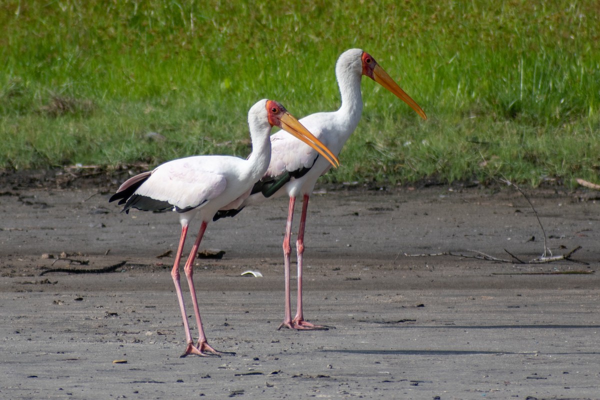 Yellow-billed Stork - ML516693661