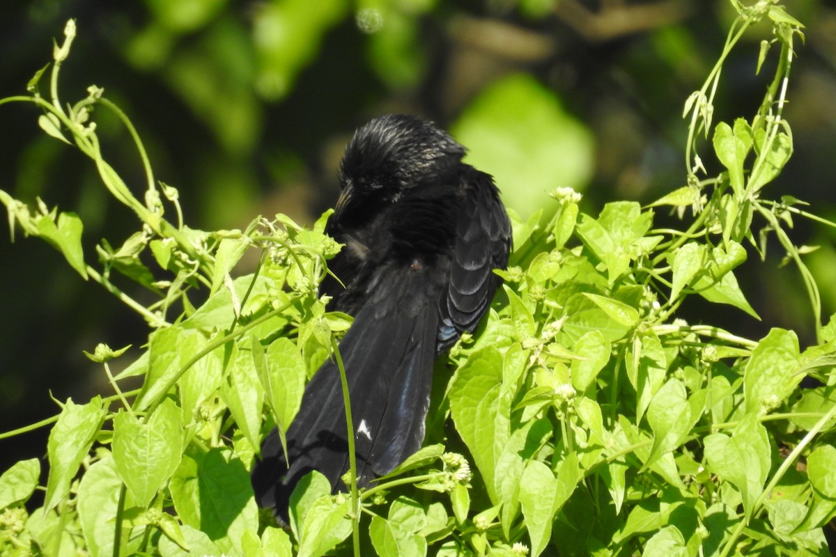 Groove-billed Ani - ML516693711