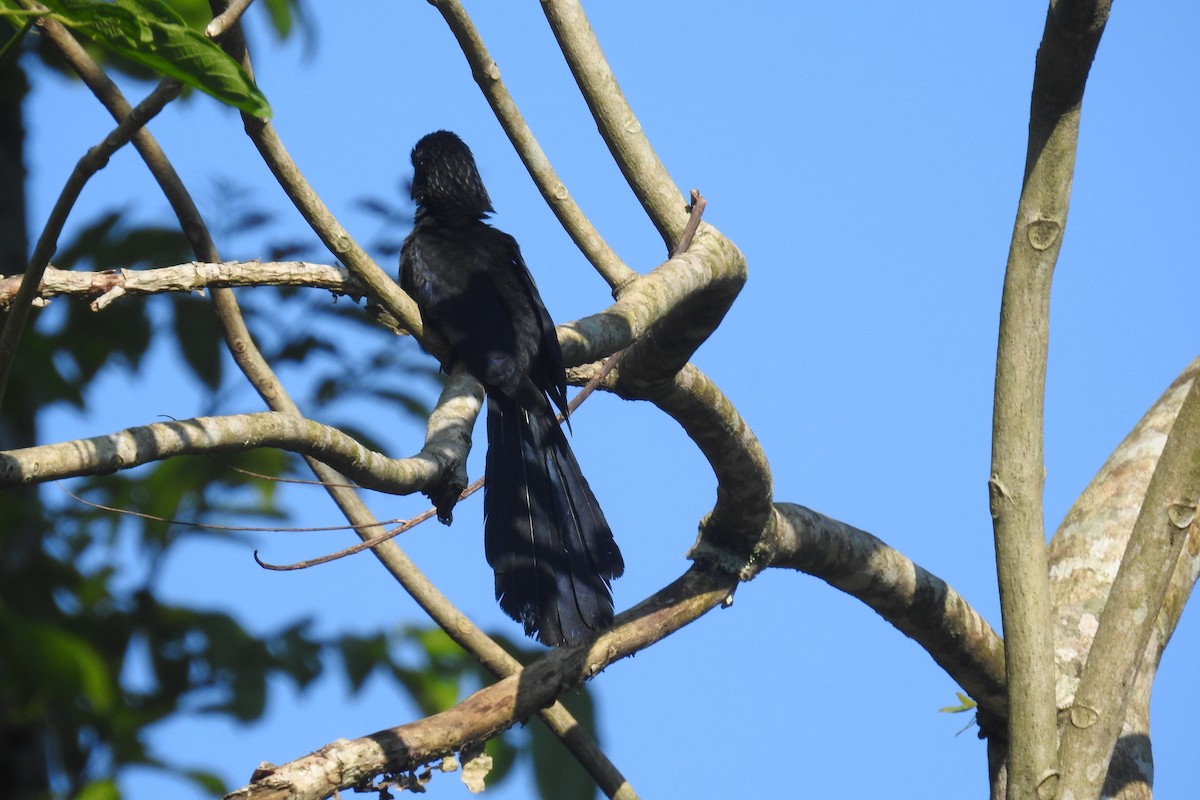 Groove-billed Ani - ML516693751