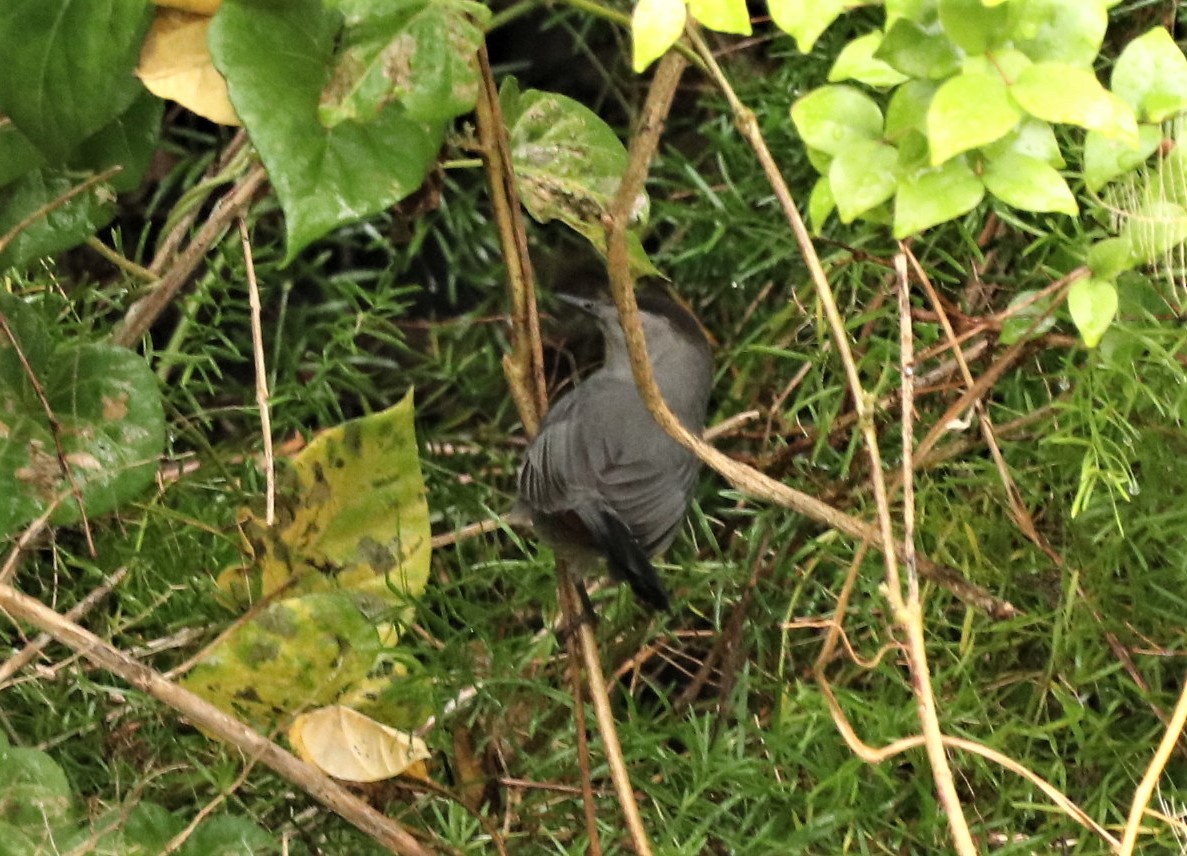 Gray Catbird - ML516695401