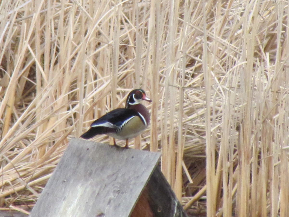 Wood Duck - ML51669611