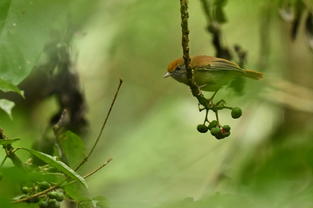 Tawny-crowned Greenlet - Thibaut RIVIERE