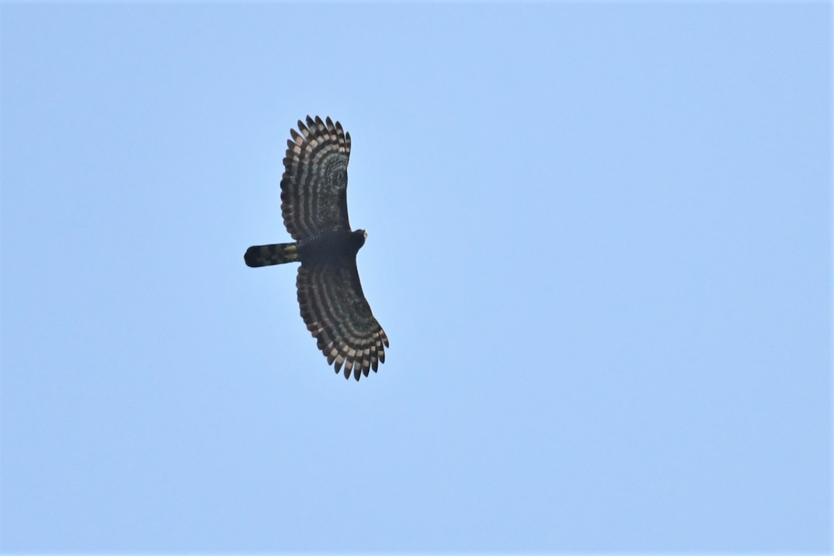 Black Hawk-Eagle - Thibaut RIVIERE