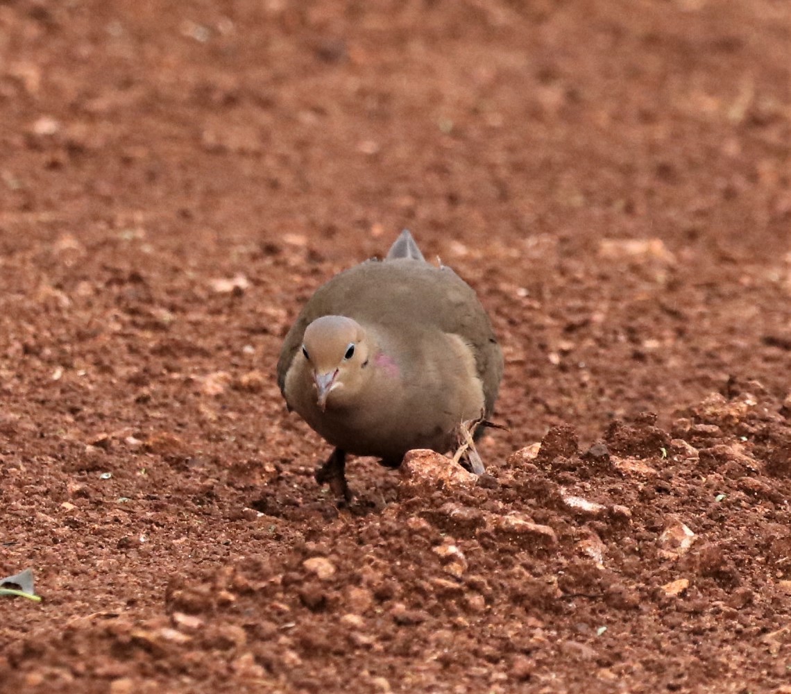 Mourning Dove - ML516696411