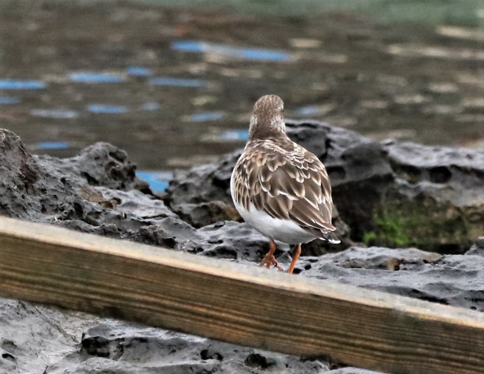 Ruddy Turnstone - ML516696561