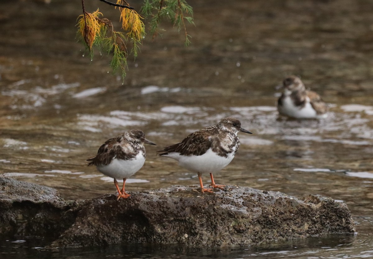 Ruddy Turnstone - ML516696571