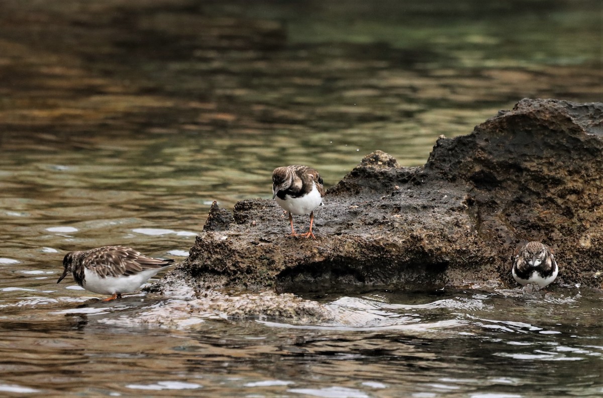 Ruddy Turnstone - ML516696581