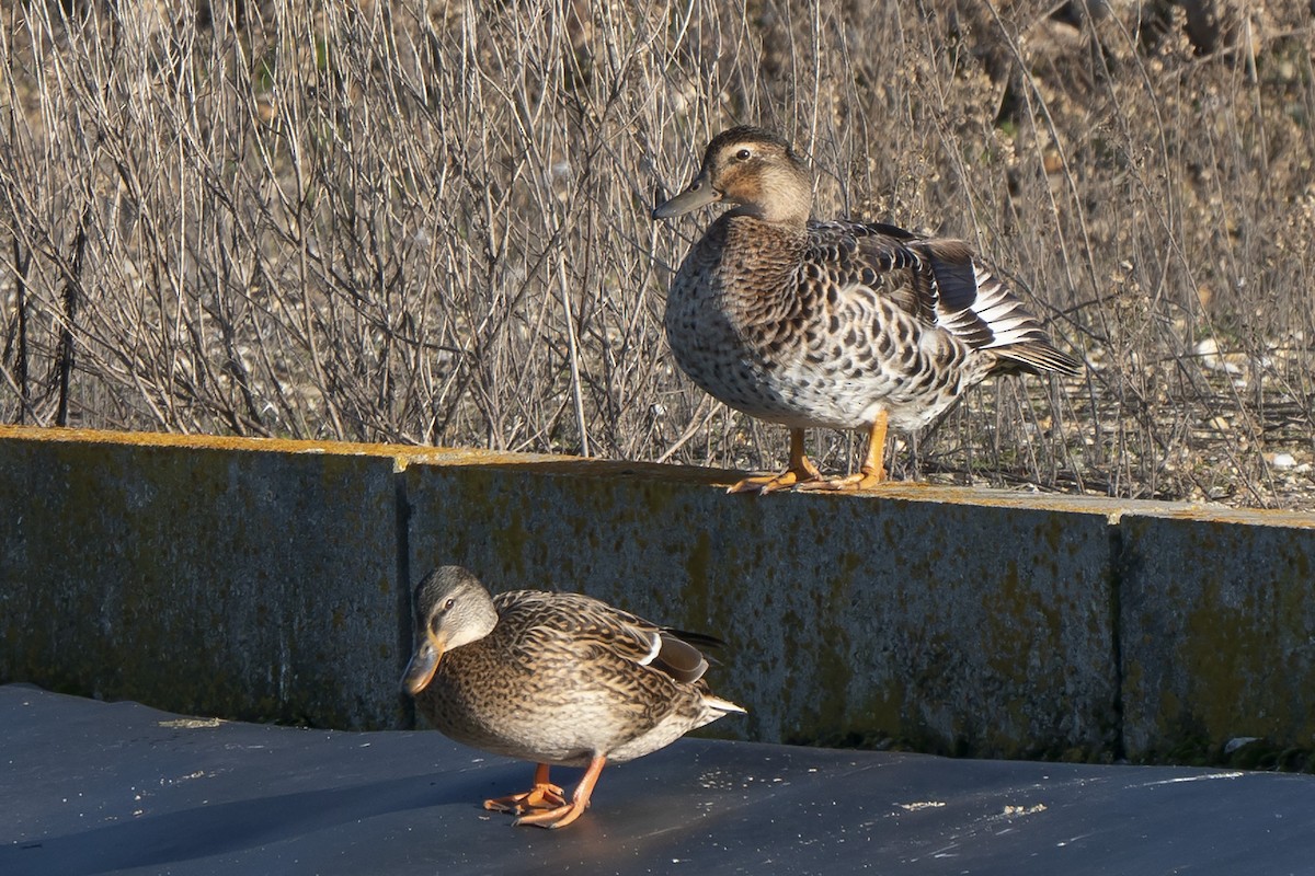 dabbling duck sp. - ML516698221