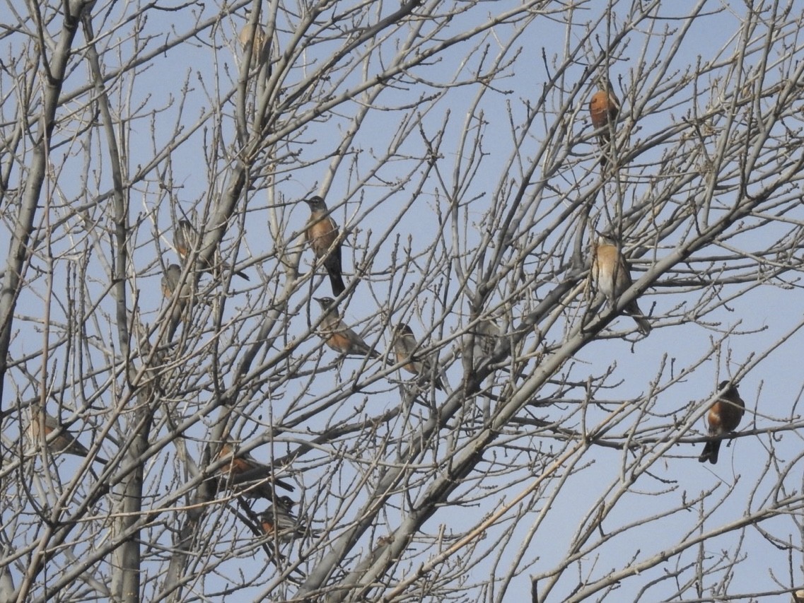 American Robin - ML516698721