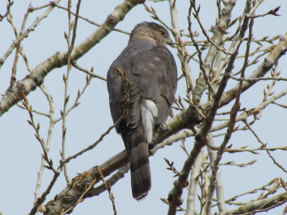 Cooper's Hawk - ML51669881