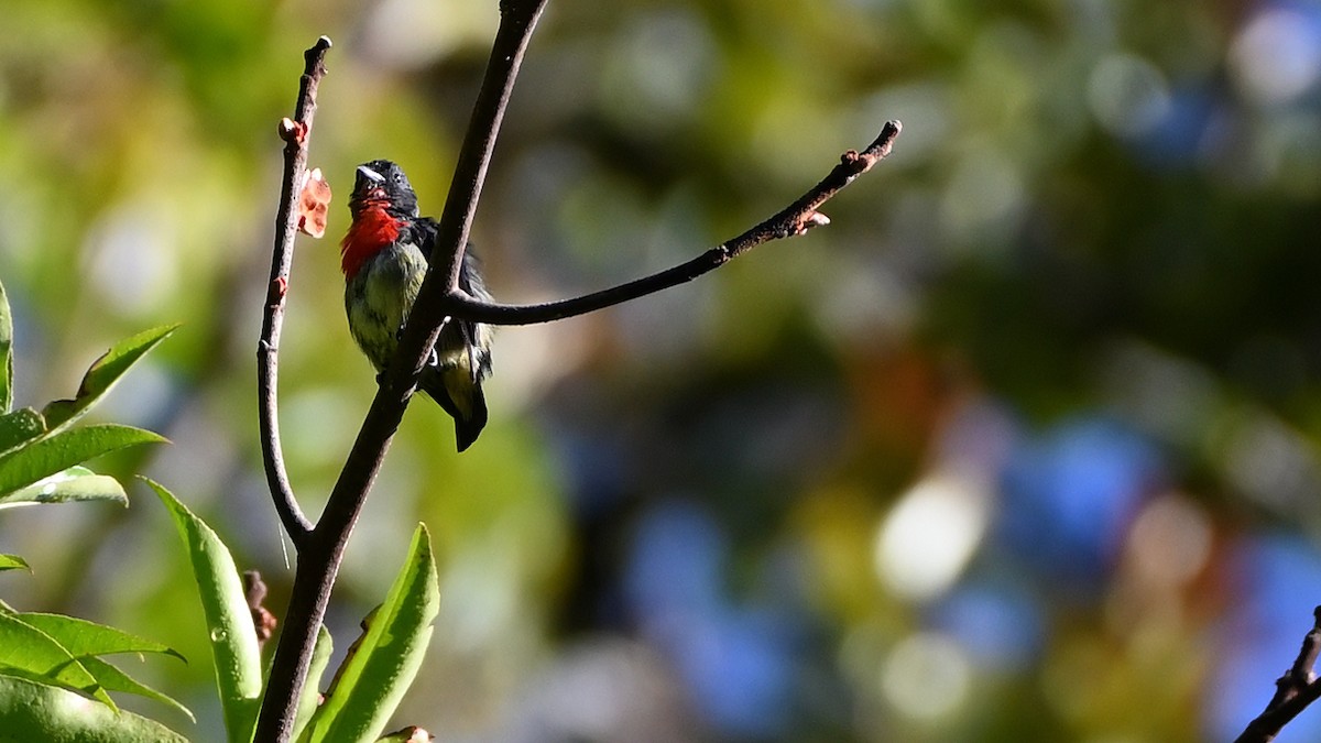 Black-sided Flowerpecker - ML516702551