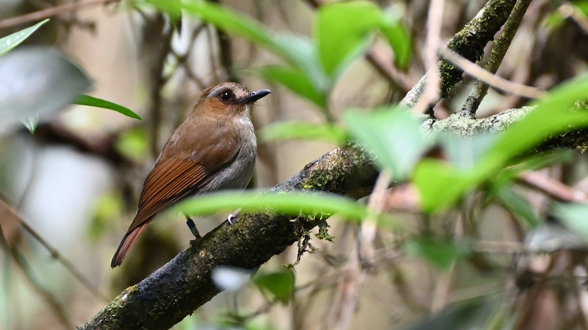 Eyebrowed Jungle Flycatcher - ML516703221