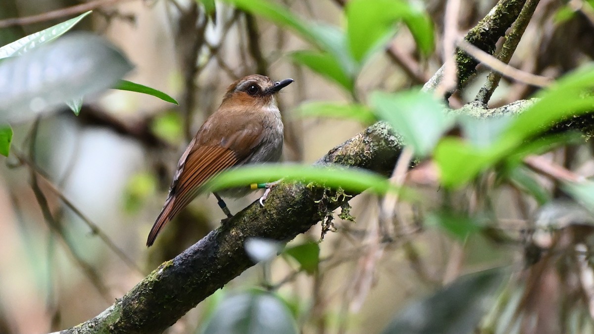 Eyebrowed Jungle Flycatcher - ML516703231