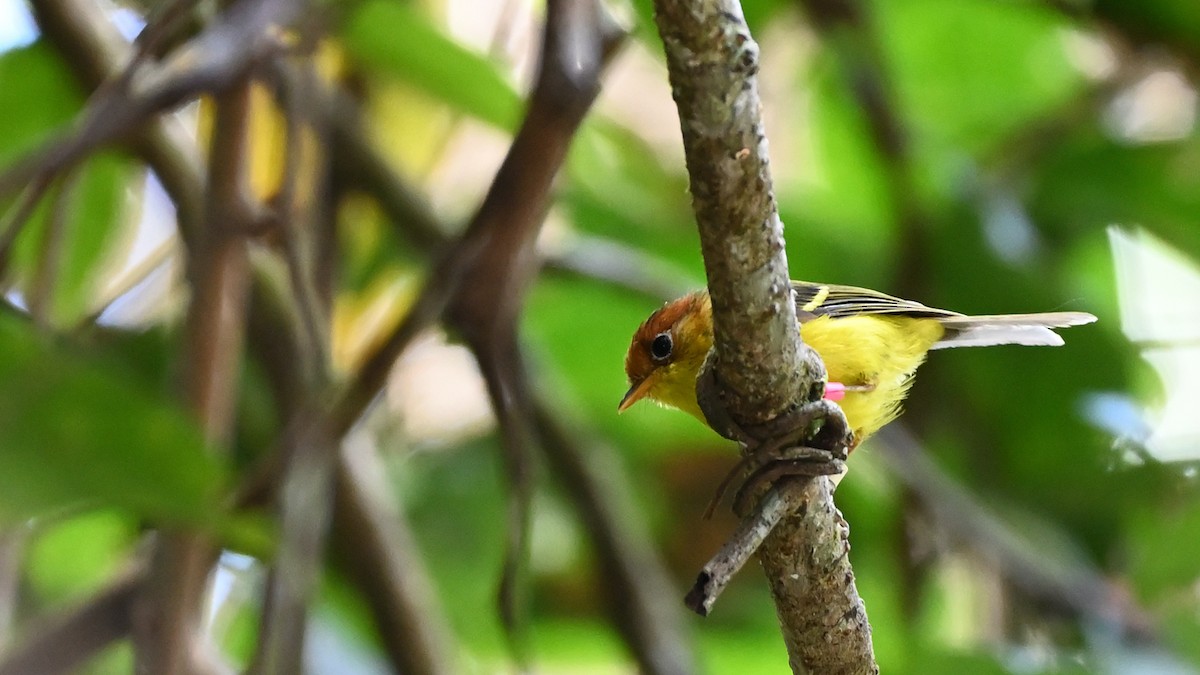 Yellow-breasted Warbler - ML516704021