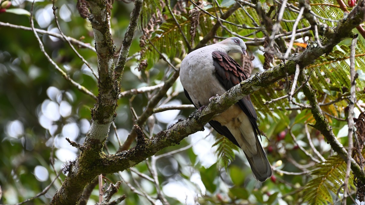 Mountain Imperial-Pigeon - ML516704121