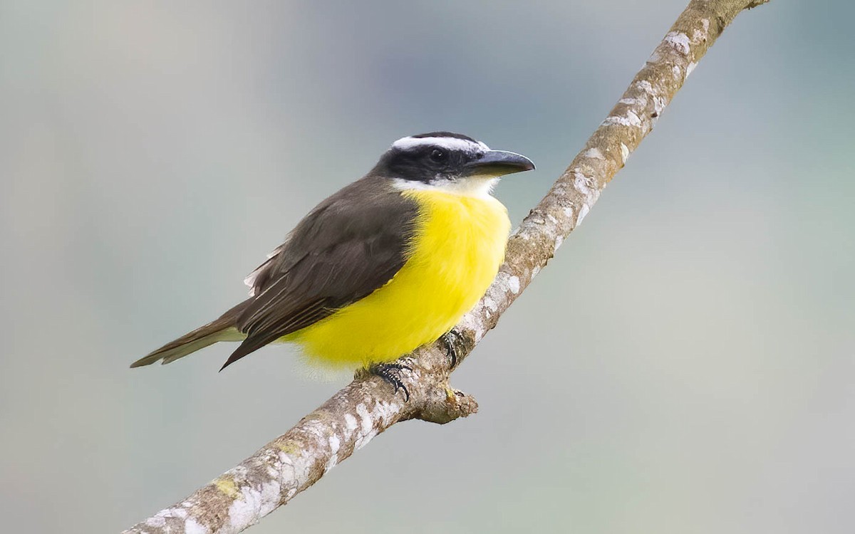 Boat-billed Flycatcher - ML516704851