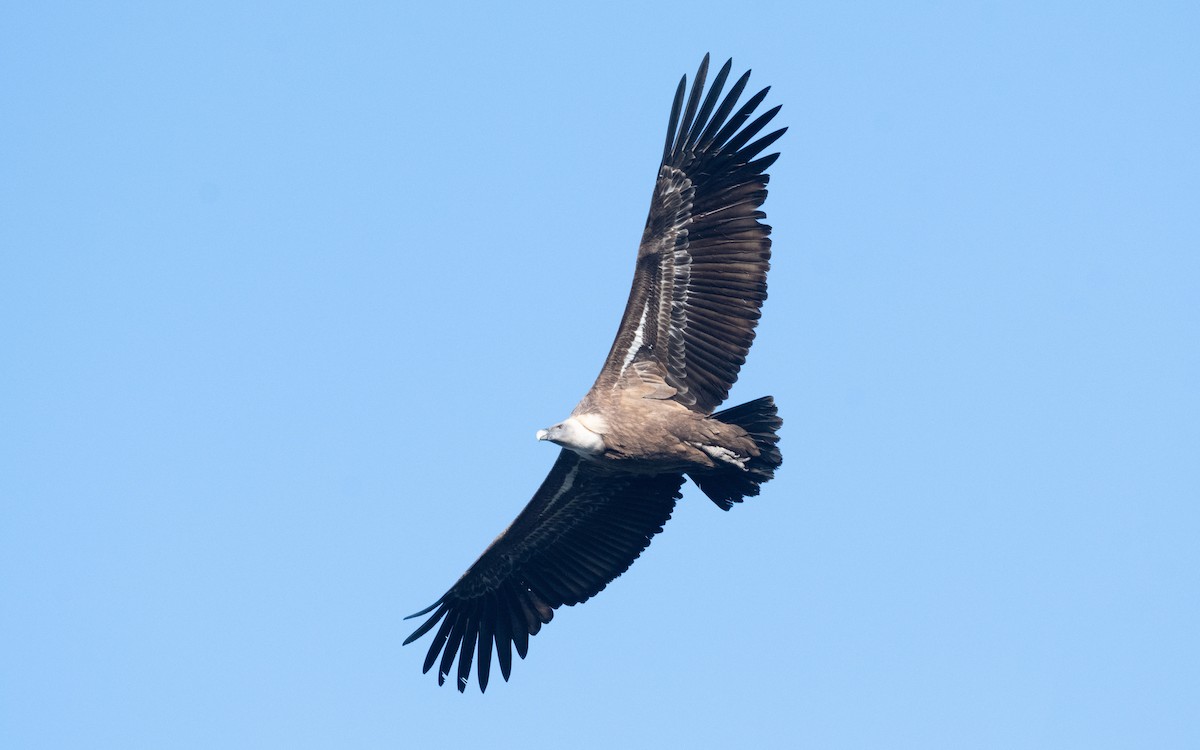 Eurasian Griffon - ML516706971