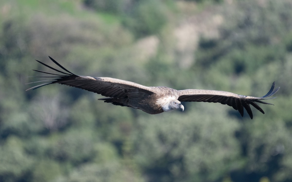 Eurasian Griffon - ML516706981