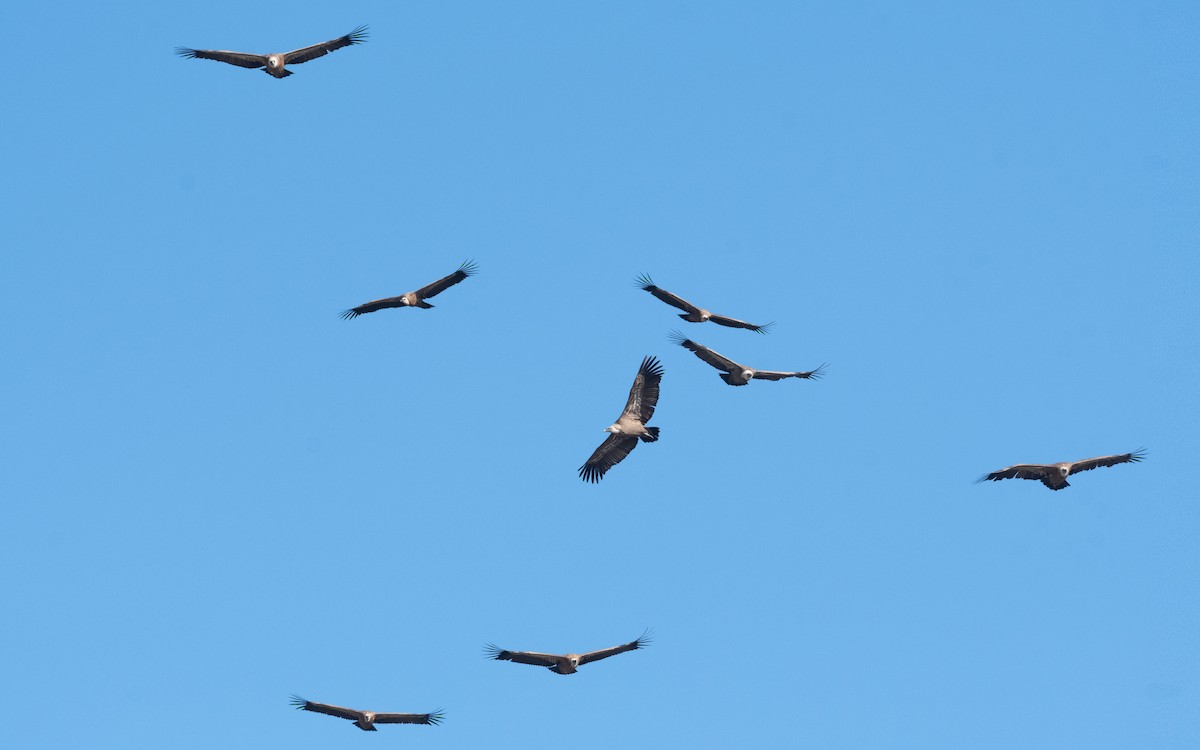 Eurasian Griffon - ML516707001