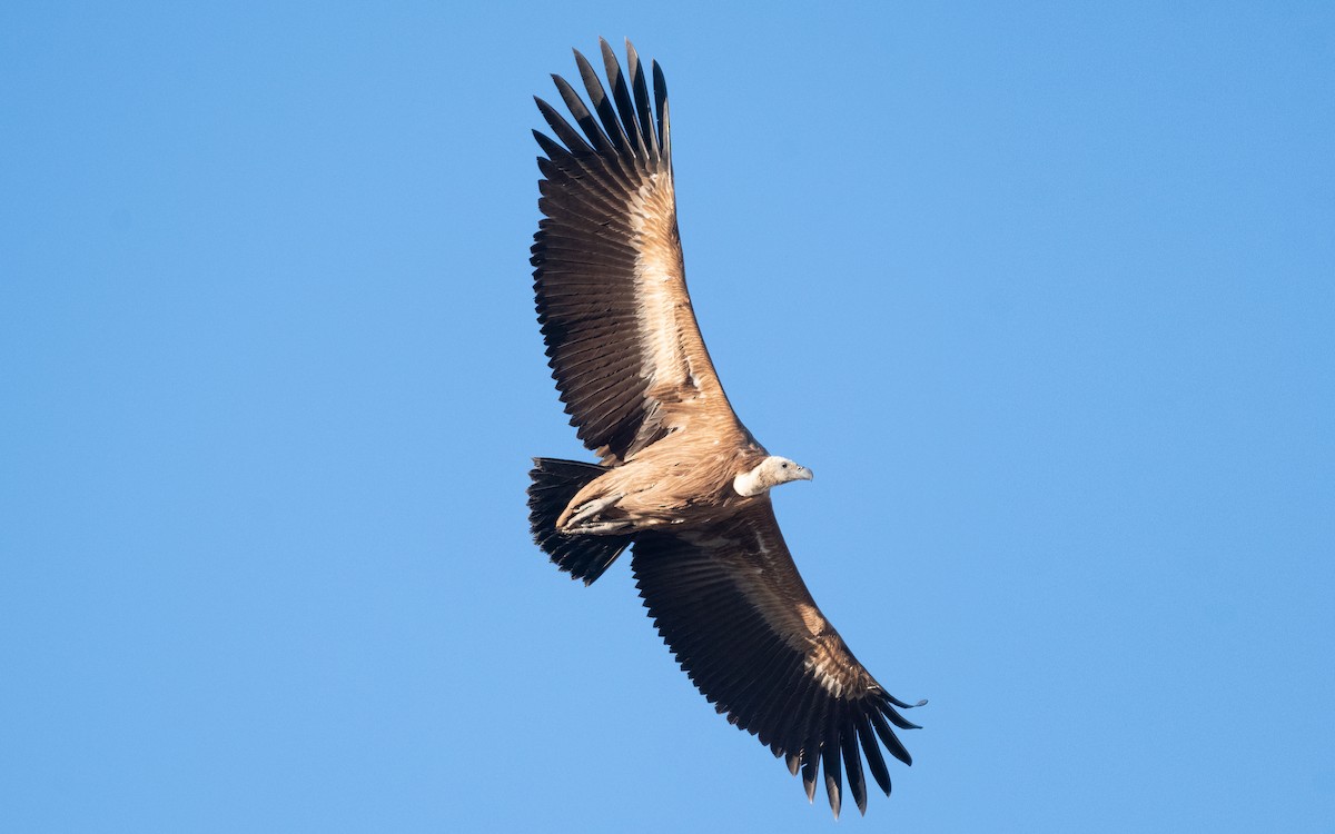 Eurasian Griffon - ML516707011