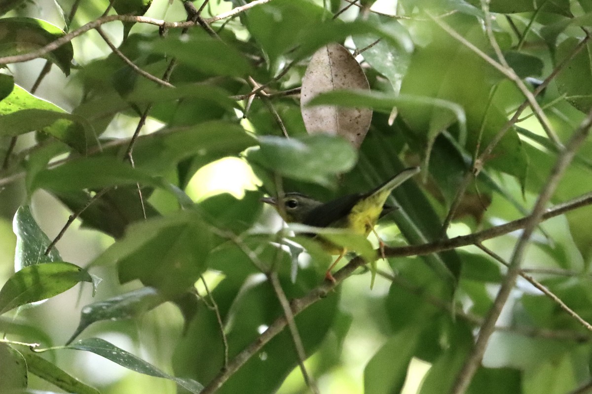 Golden-crowned Warbler (Stripe-crowned) - ML516707451
