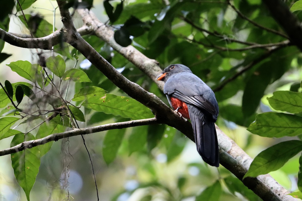 Slaty-tailed Trogon (Massena) - ML516709201