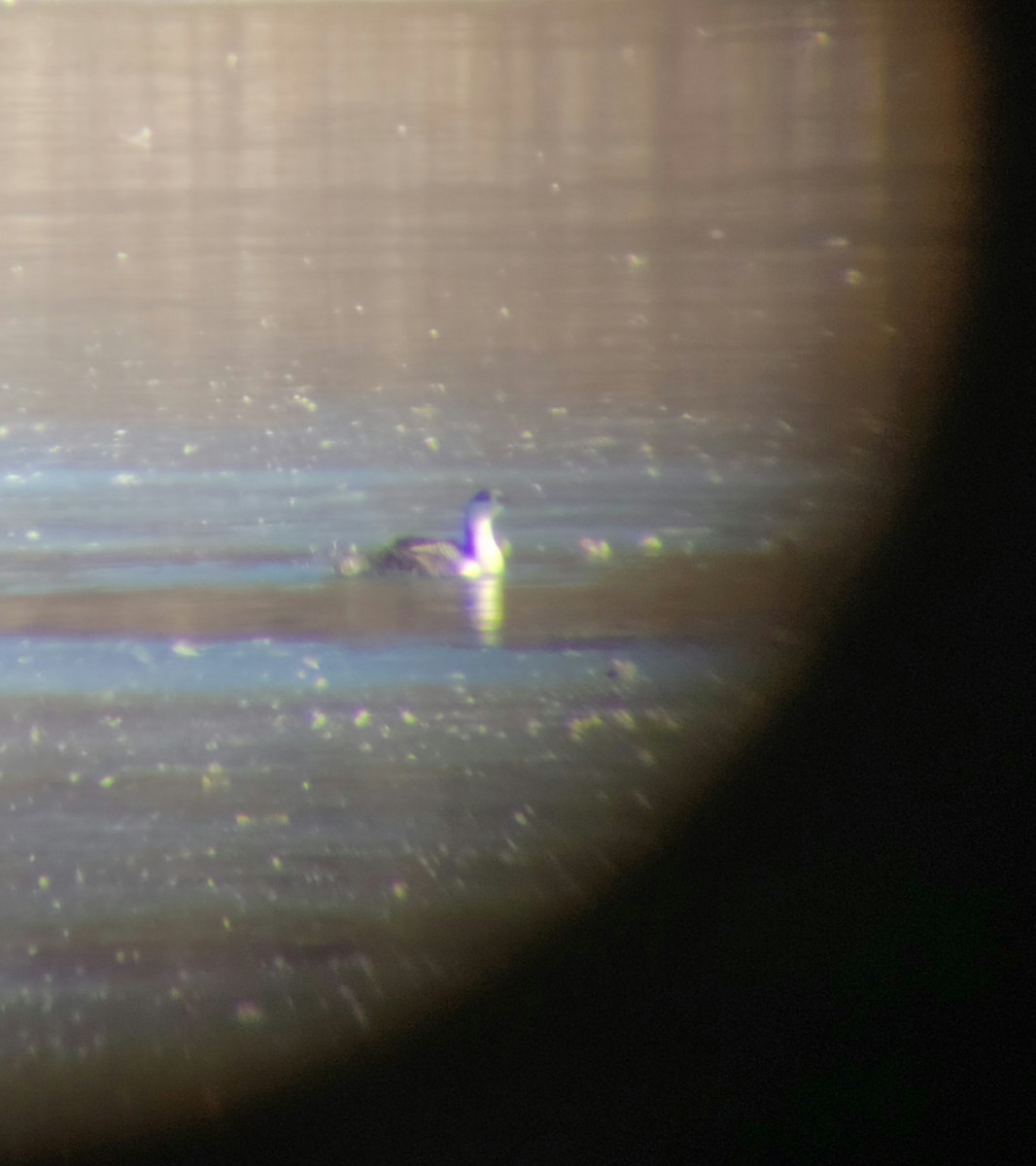 Red-throated Loon - Scott Hodgdon