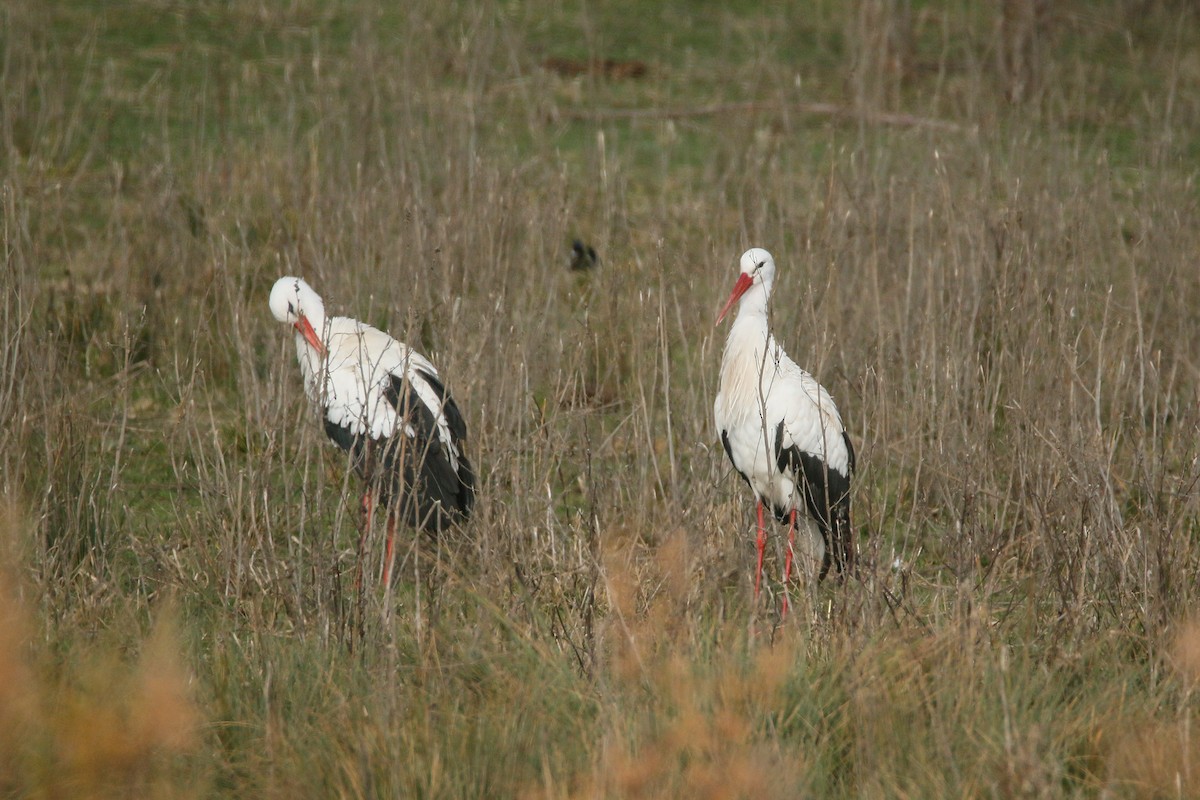 White Stork - ML516711181