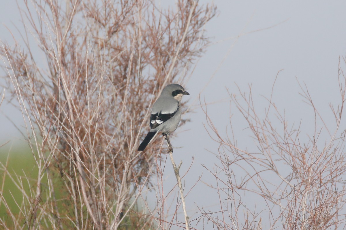 Iberian Gray Shrike - ML516711241