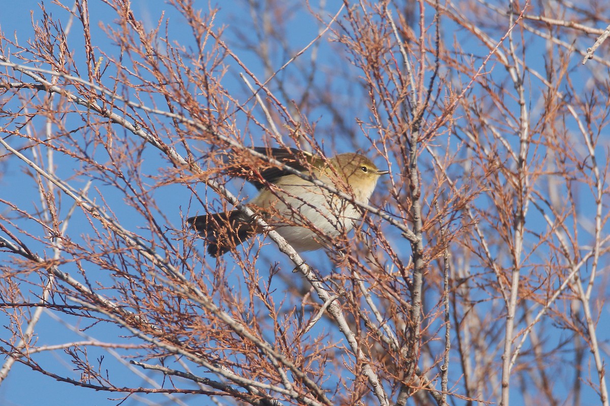 Common Chiffchaff - ML516711361