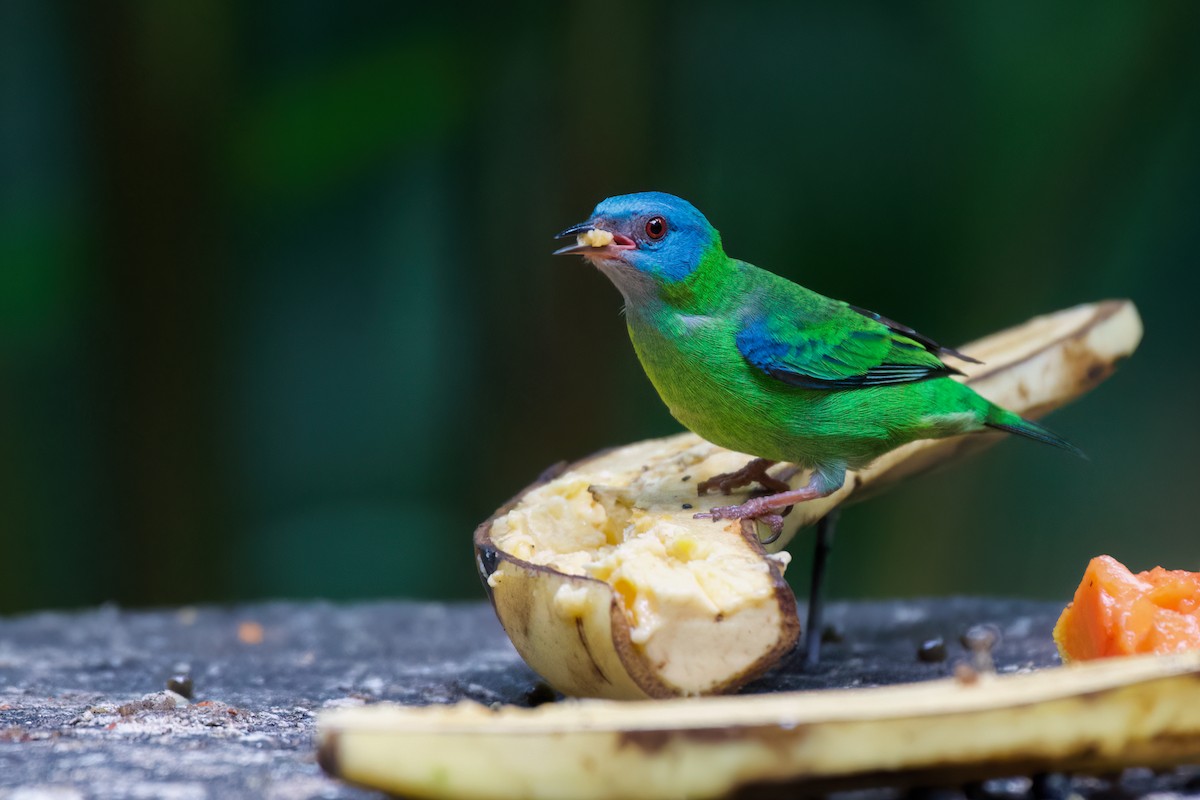 Blue Dacnis - ML516711581