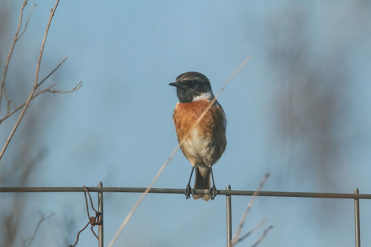 European Stonechat - ML516711791