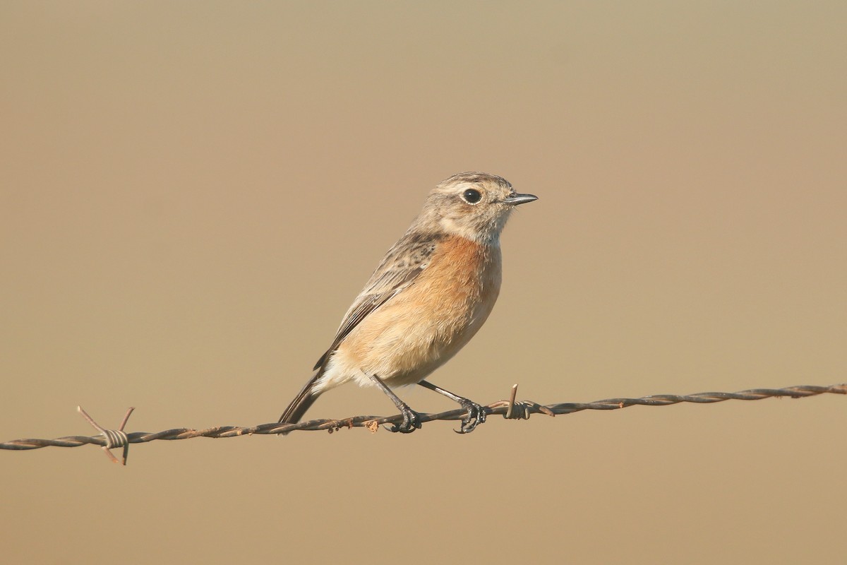 European Stonechat - ML516711801