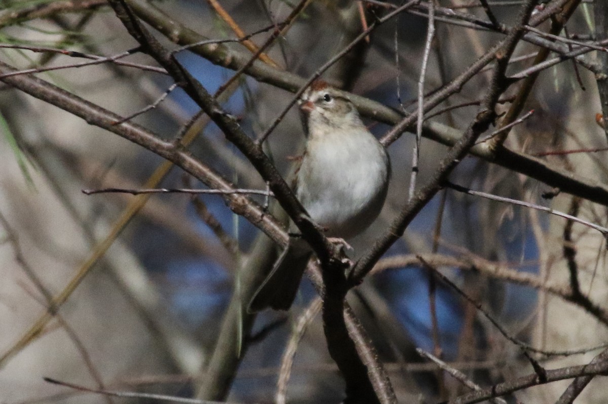 Chipping Sparrow - ML516711881