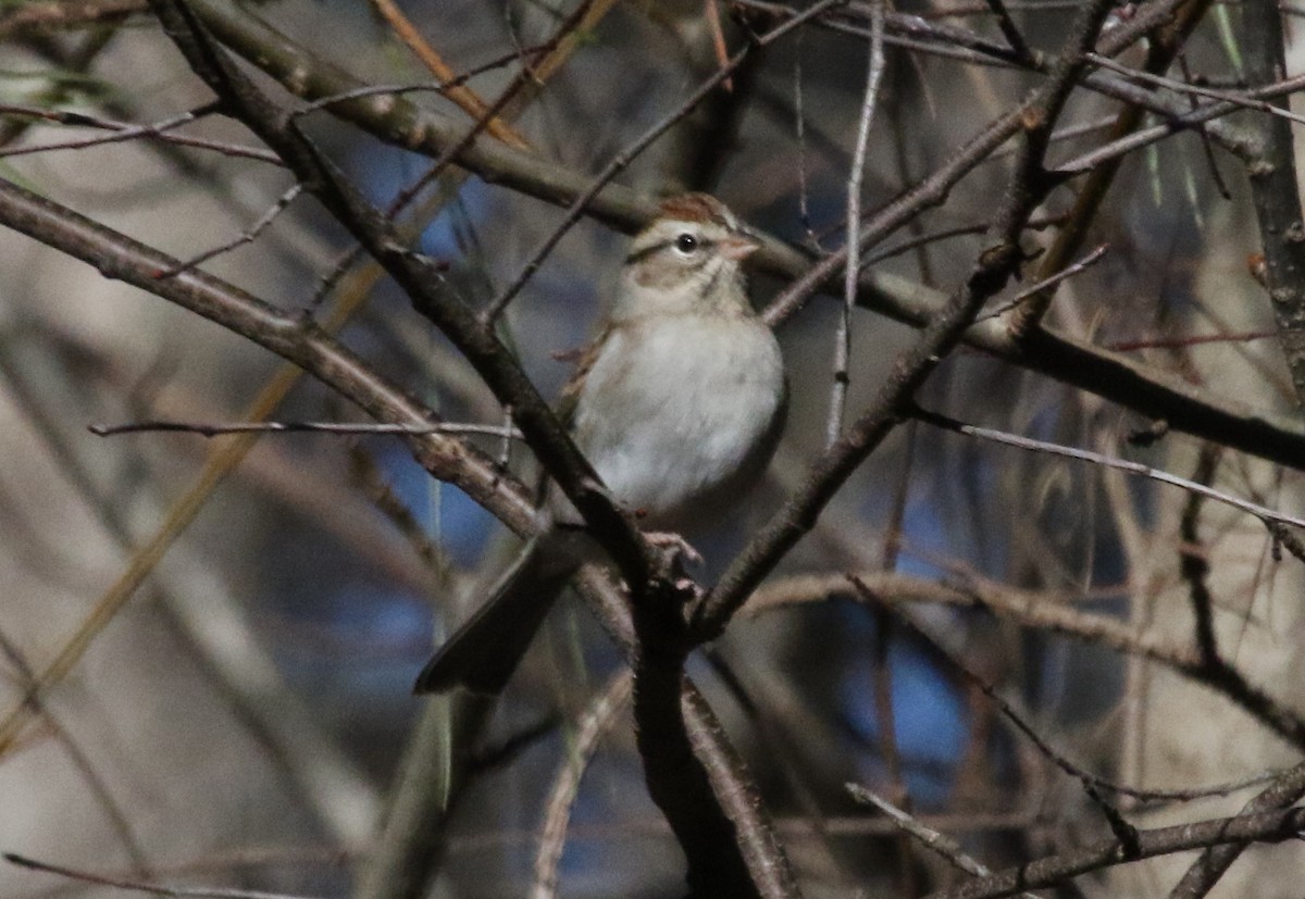 Chipping Sparrow - ML516711891