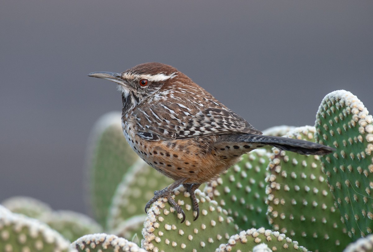 Cactus Wren - ML516711951