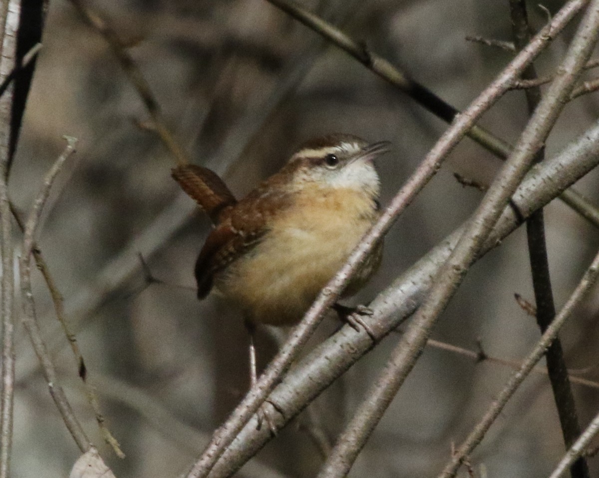 Carolina Wren - ML516712571