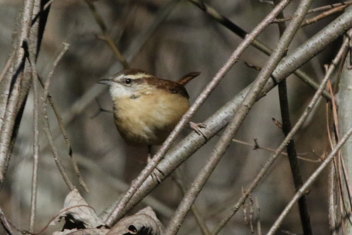 Carolina Wren - ML516712581