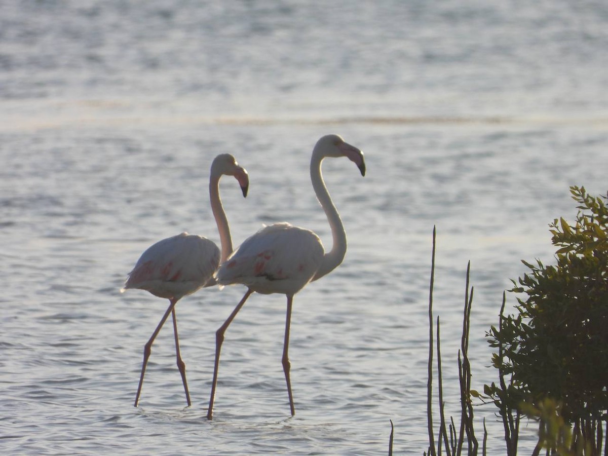 Greater Flamingo - ML516712771