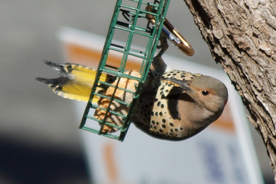 Northern Flicker - ML516712841