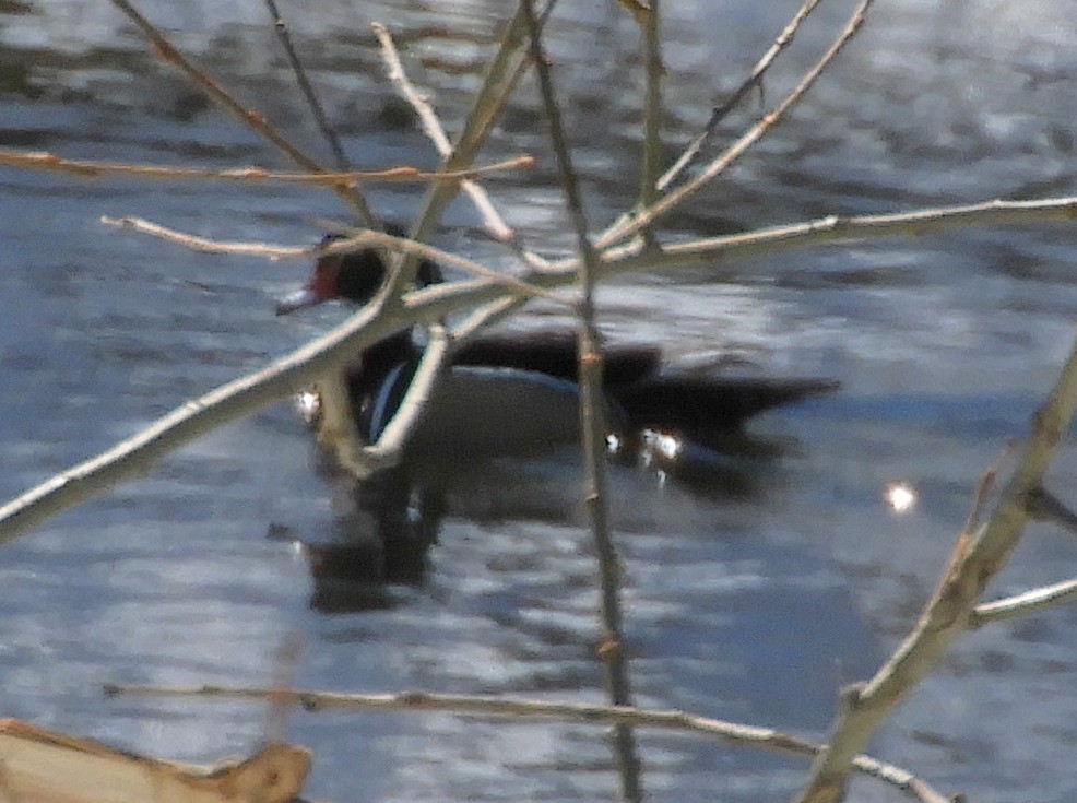 Wood Duck - Judy Welna