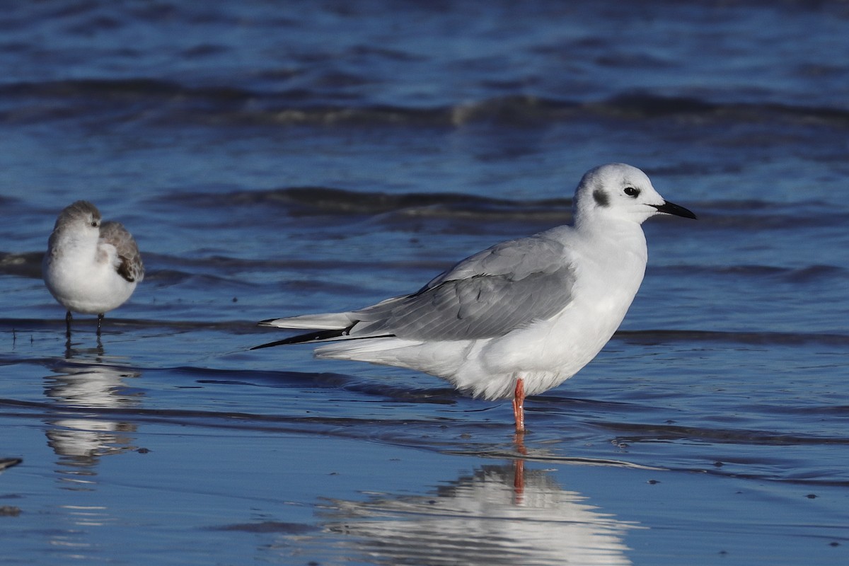 Bonaparte's Gull - ML516713841