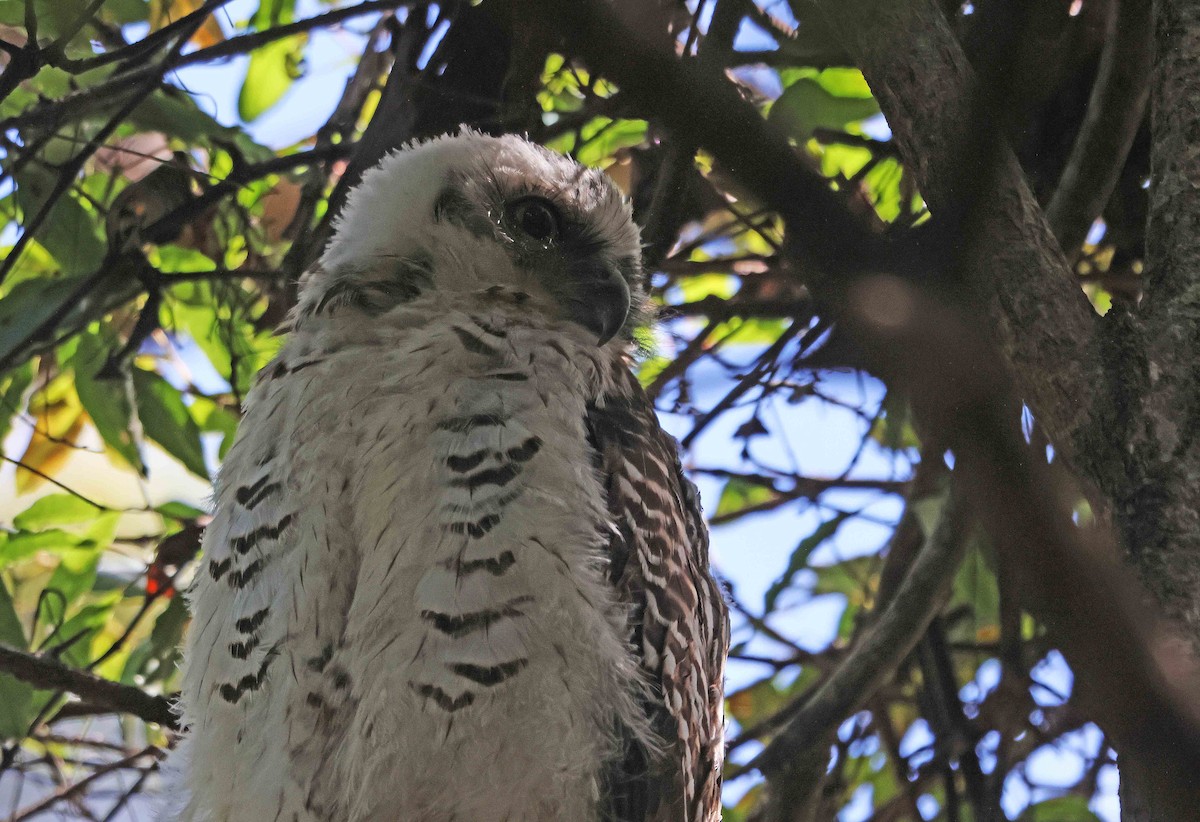 Powerful Owl - ML516713951