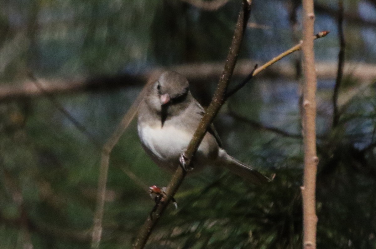 Dark-eyed Junco (Slate-colored) - ML516714181