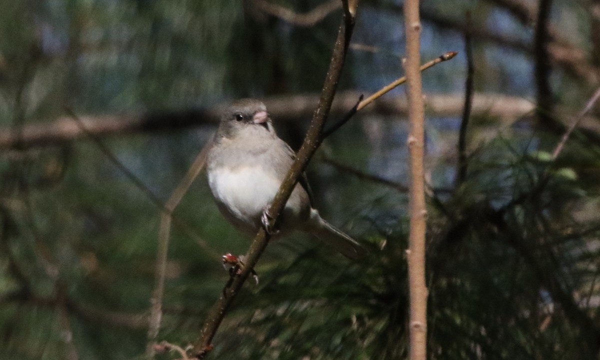 Dark-eyed Junco (Slate-colored) - ML516714441