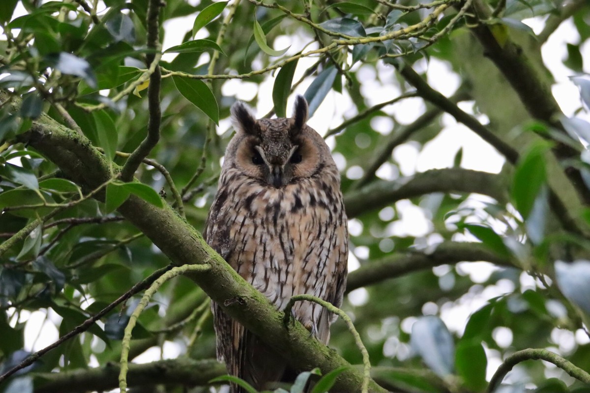 Long-eared Owl (Eurasian) - ML516714461