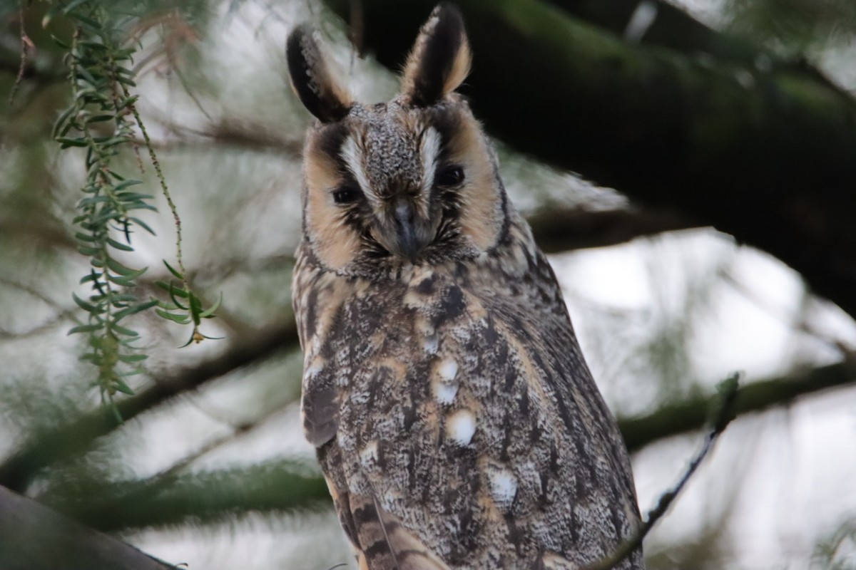 Long-eared Owl (Eurasian) - ML516714501